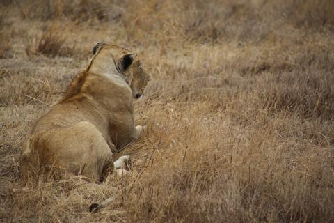 Ngorongoro Crater Tanzania
