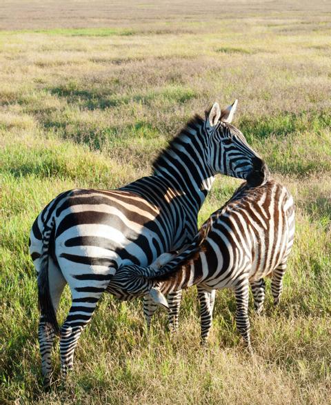 Ngorongoro Crater Tanzania