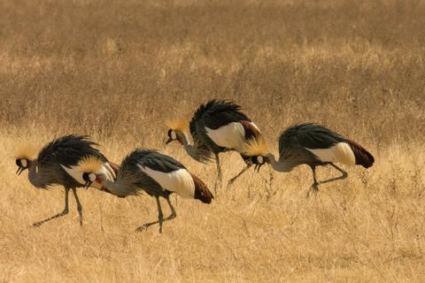 Ngorongoro Crater Tanzania