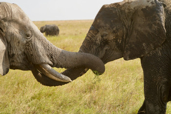 Serengeti National Park photo 2