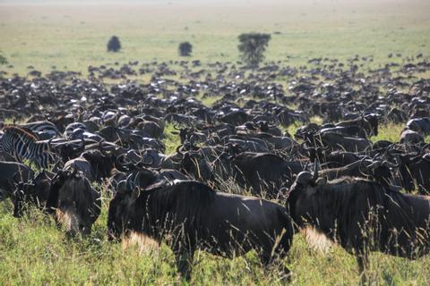 Serengeti National Park Tanzania