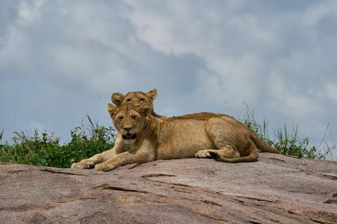 Serengeti National Park Tanzania