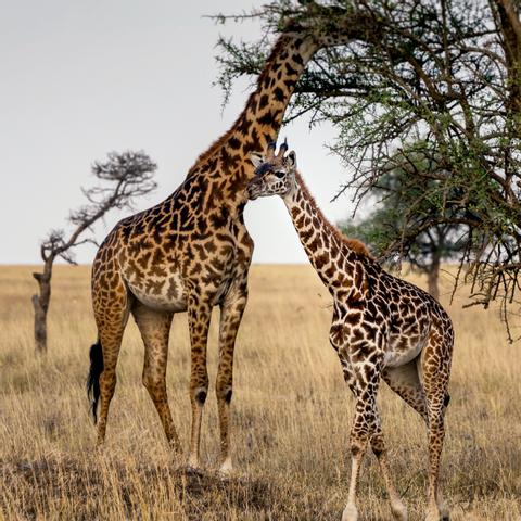 Serengeti National Park Tanzania