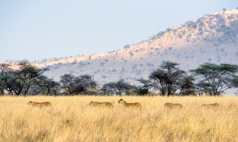 Serengeti National Park Tanzania