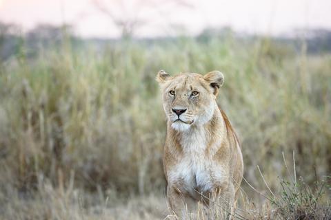 Serengeti National Park Tanzania