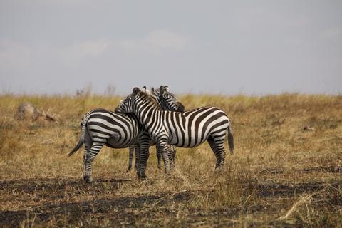Serengeti National Park Tanzania
