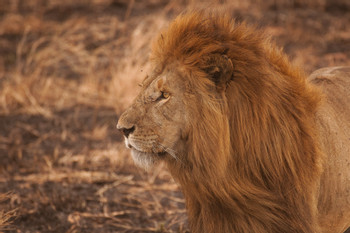 Serengeti National Park photo 3