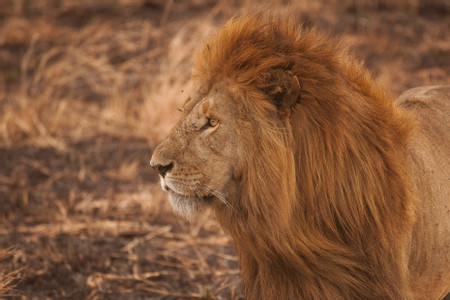 Serengeti National Park photo 3
