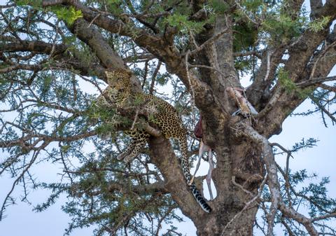 Serengeti National Park Tanzania