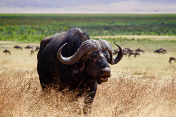 Arusha National Park