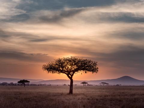 Central Serengeti Tanzania