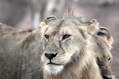 Central Serengeti Tanzania