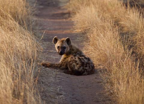 Central Serengeti Tanzania