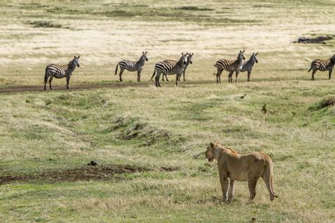Ngorongoro Conservation Area Tanzania