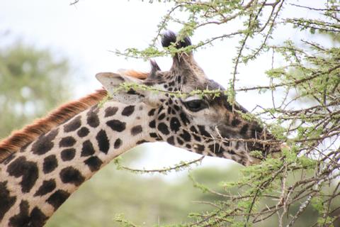 Ngorongoro Conservation Area Tanzania