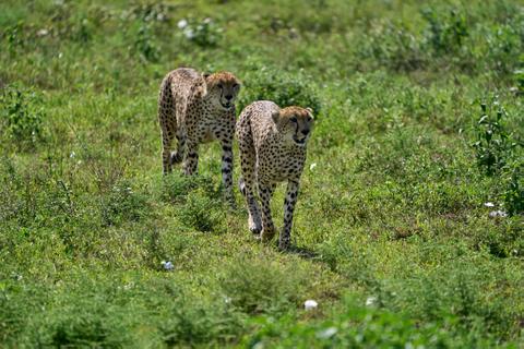 Ngorongoro Conservation Area Tanzania