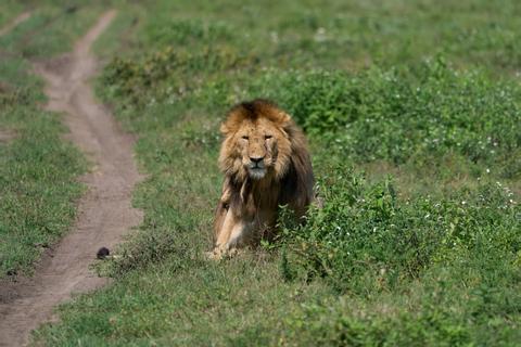 Ngorongoro Conservation Area Tanzania