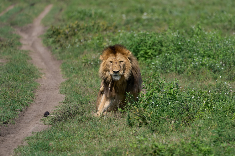 Ngorongoro Conservation Area