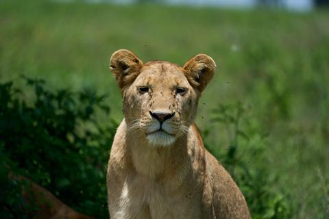 Ngorongoro Conservation Area Tanzania