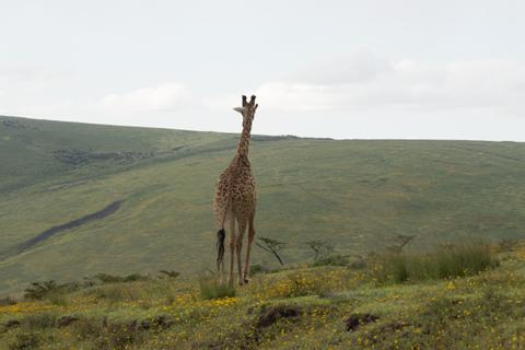 Ngorongoro Conservation Area Tanzania