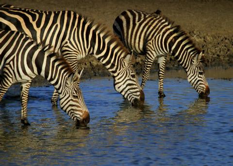 Northern Serengeti Tanzania