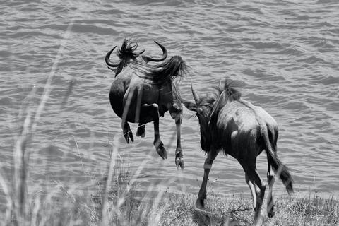 Northern Serengeti Tanzania