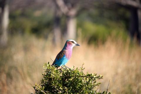 Ruaha National Park Tanzania