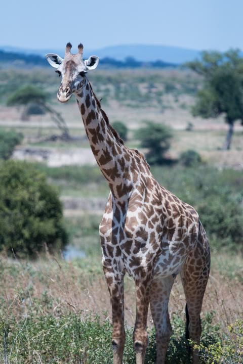 Ruaha National Park Tanzania