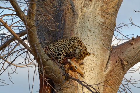 Ruaha National Park  Tanzania