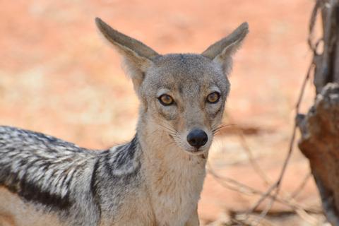 Ruaha National Park Tanzania