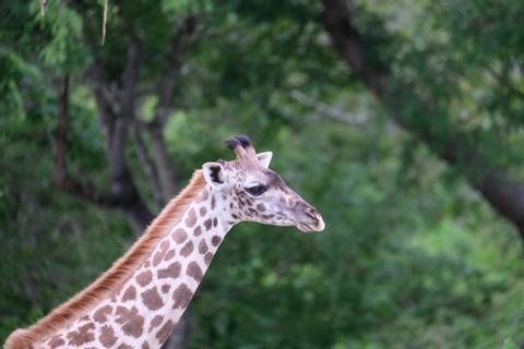 Selous Game Reserve Tanzania