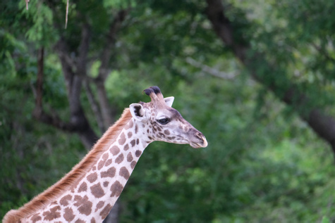 Selous Game Reserve