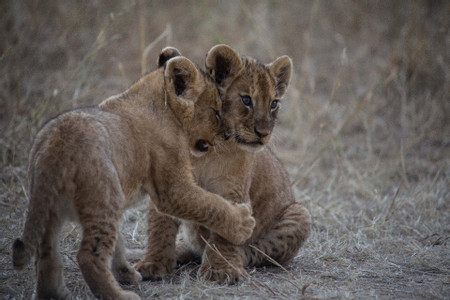 Southern & Eastern Serengeti