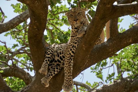 Southern & Eastern Serengeti Tanzania