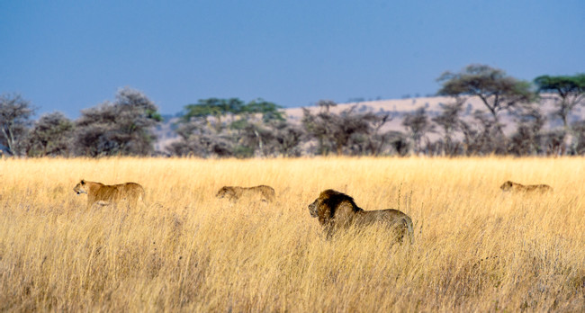Southern & Eastern Serengeti
