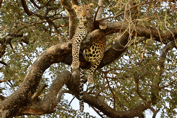 Tarangire National Park
