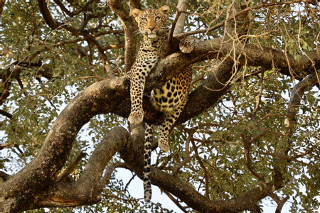 Tarangire National Park