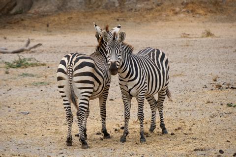 Tarangire National Park Tanzania