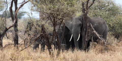 Tarangire National Park Tanzania
