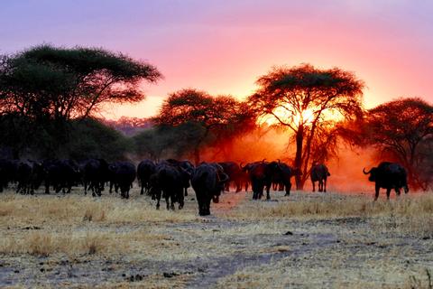 Tarangire National Park Tanzania