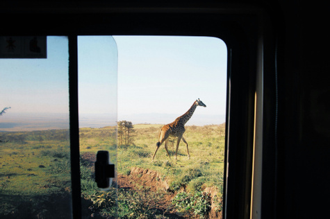 On Safari 'Til Further Notice