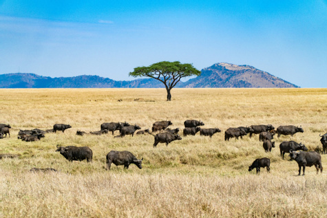 Tanzania Family Safari Classic