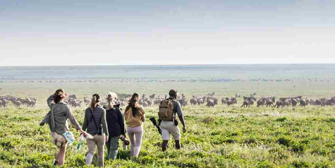 Tanzania Luxury Safari 