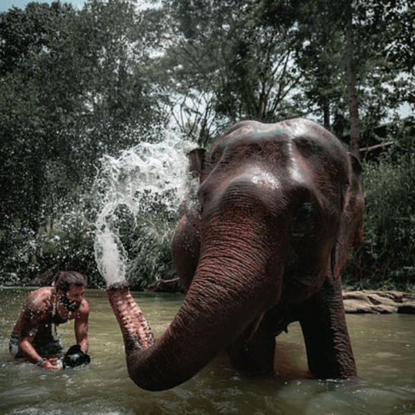 Full-Day Chai Lai Elephant Jungle Expedition photo