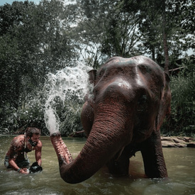 Chiang Mai Full-Day Chai Lai Elephant Jungle Expedition
