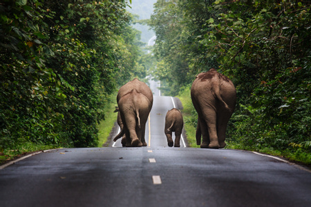 Khao Yai