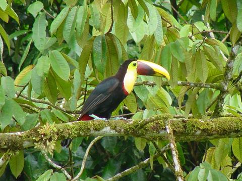 Hanging Bridges Birdwatching Tour Costa Rica