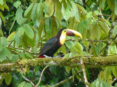 Mistico Hanging Bridges Regular Birdwatching Guided Tour photo 3