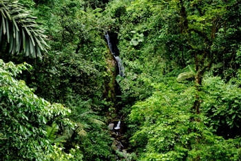 Mistico Hanging Bridges Regular Birdwatching Guided Tour photo 5