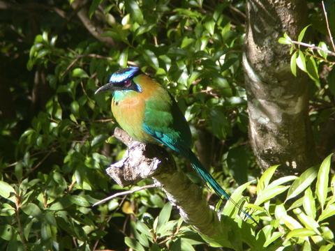 Hanging Bridges Birdwatching Tour